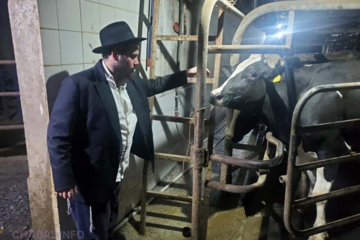 Một người Do Thái đang kiểm tra bò trước khi vắt sữa làm phô mai