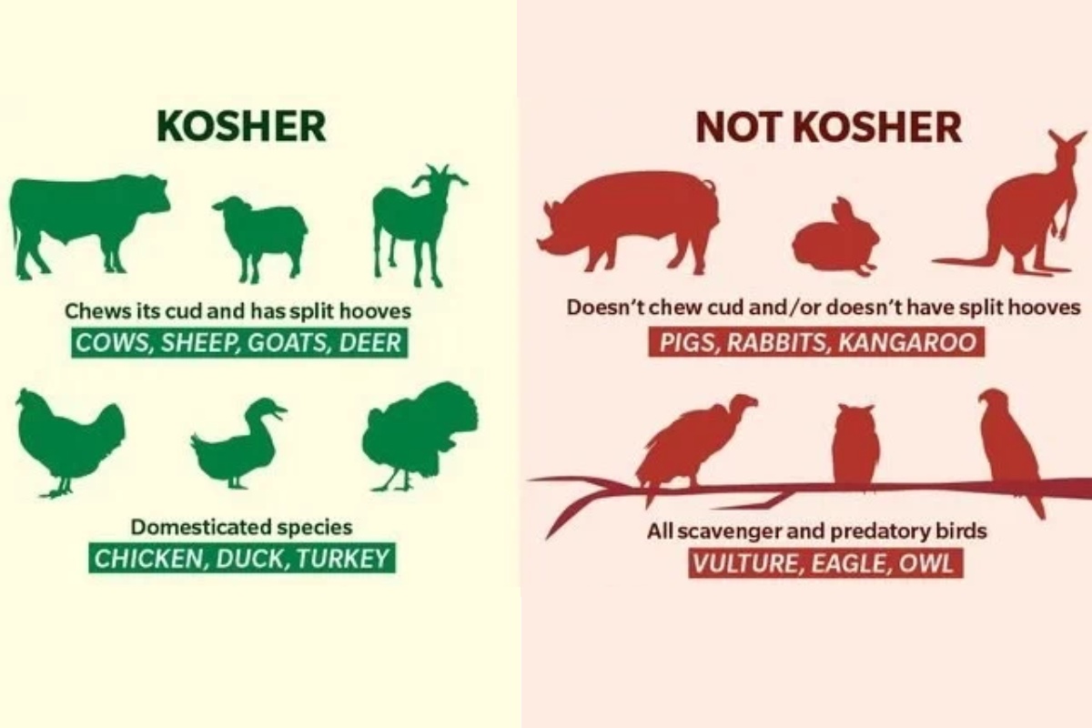Một số loại động vật Kosher và không phải Kosher tiêu biểu