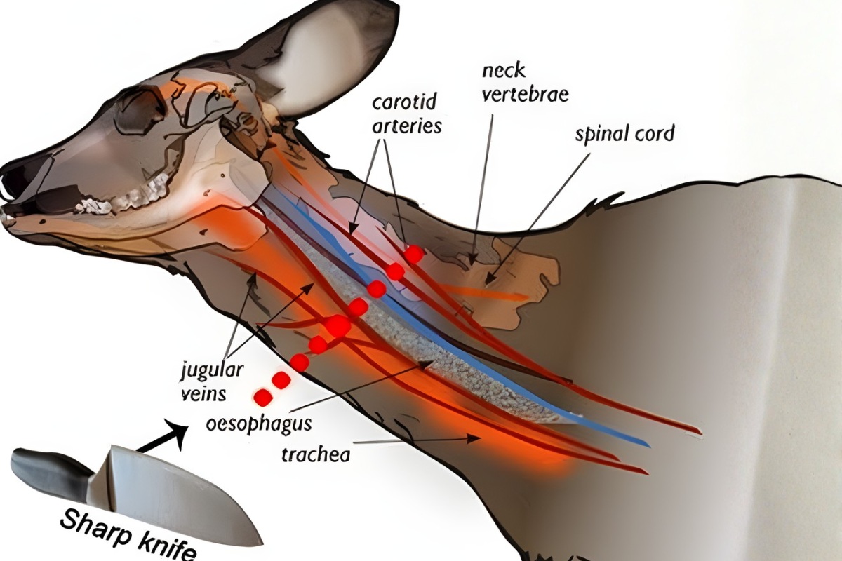 Quá trình giết thịt phải theo nghi lễ, thực hiện nhanh và cấm gây đau đớn động vật