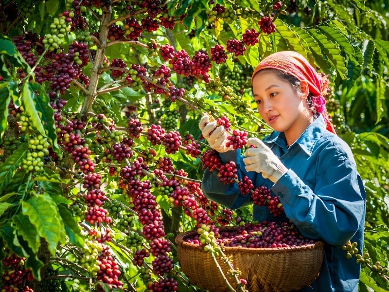 Nông sản Việt là sản phẩm tiềm năng để đặt chân vào thị trường quốc tế