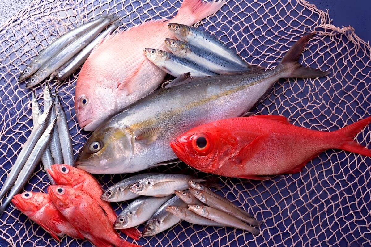 Các doanh nghiệp muốn xuất khẩu thủy sản nên có chứng nhận Kosher