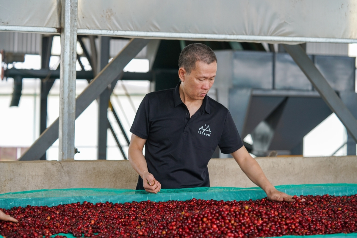 Những hạt cà phê Robusta được chọn lọc kỹ càng tại một nhà máy sản xuất ở Lâm Đồng