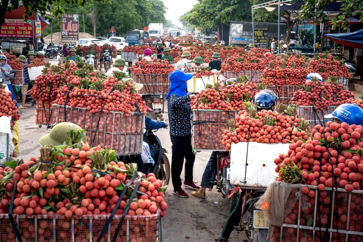 Những xe vải thiều xuất khẩu tại Bắc Ninh