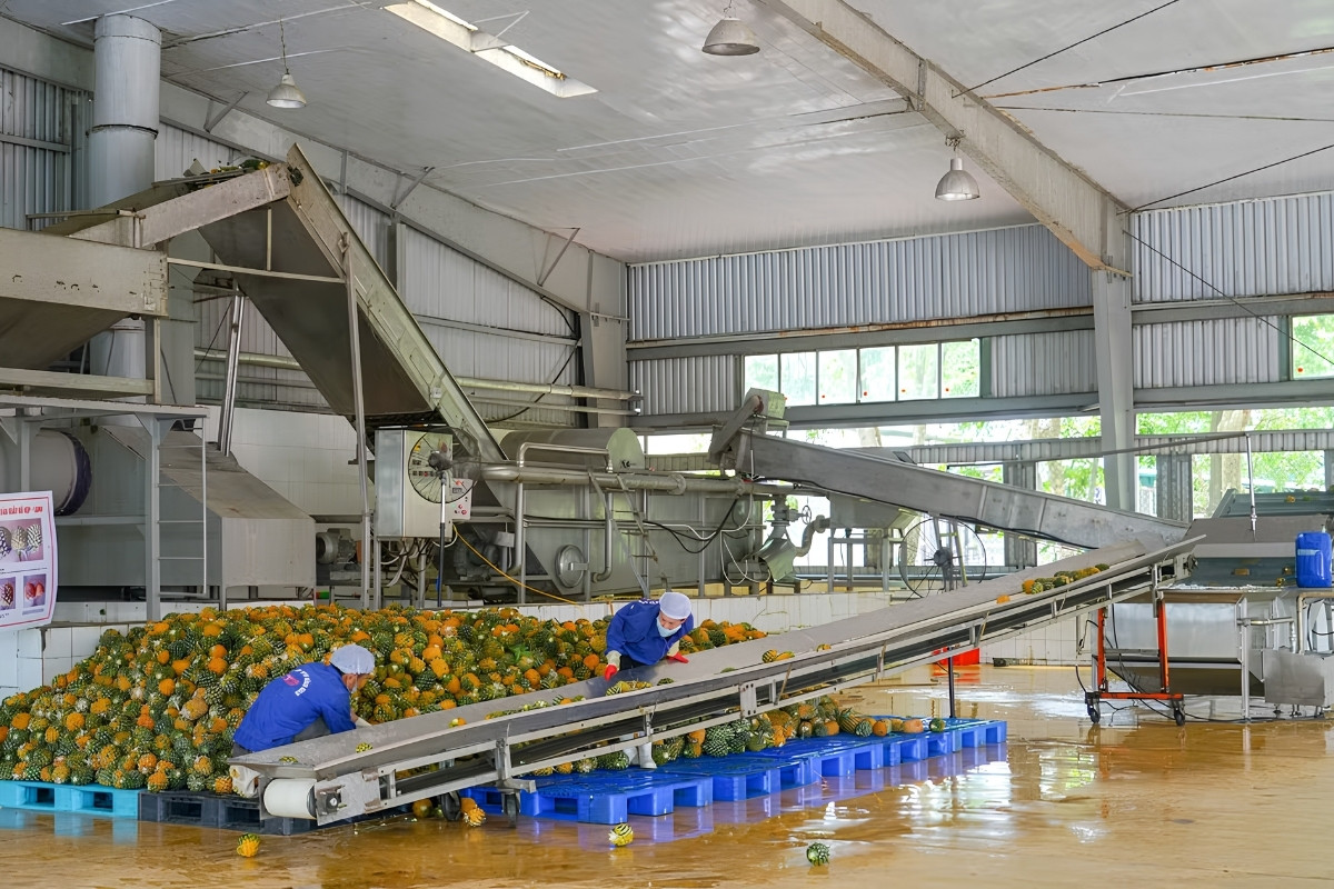 Quy trình chế biến dứa tại nhà máy