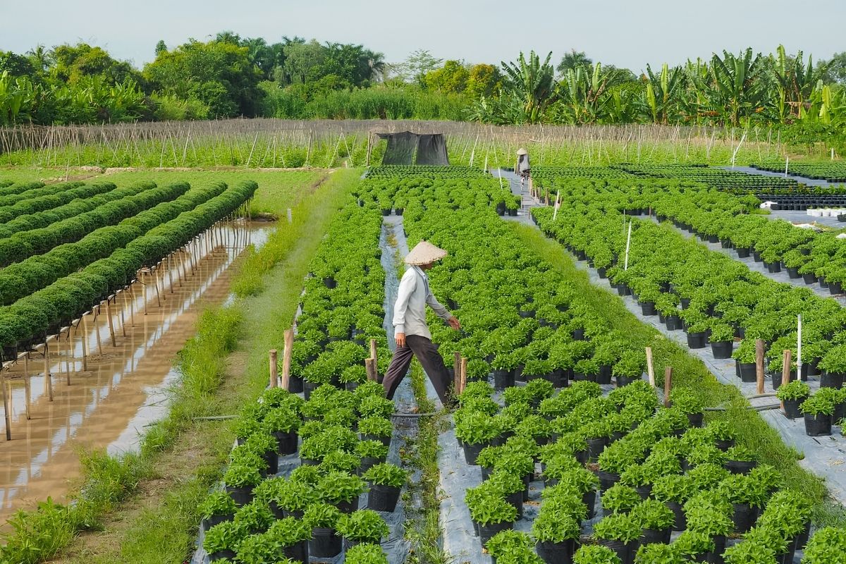 Quy trình trồng rau hữu cơ nghiêm ngặt tại Đà Lạt